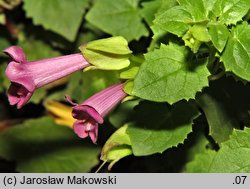 Lophospermum erubescens