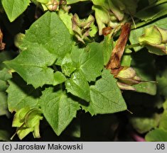 Lophospermum erubescens