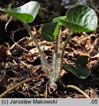 Asarum europaeum (kopytnik pospolity)