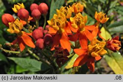 Asclepias curassavica (trojeść kurakaońska)