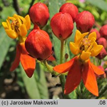 Asclepias curassavica (trojeść kurakaońska)