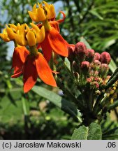 Asclepias curassavica (trojeść kurakaońska)