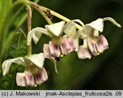 Asclepias fruticosa