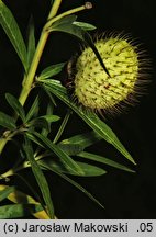 Asclepias fruticosa