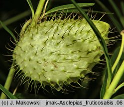 Asclepias fruticosa