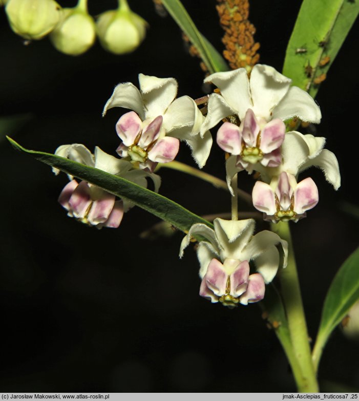 Asclepias fruticosa