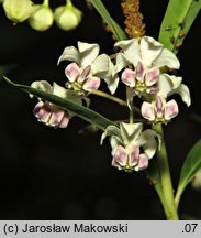 Asclepias fruticosa