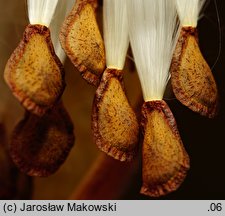 Asclepias tuberosa (trojeść bulwiasta)