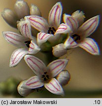 Asperula cynanchica