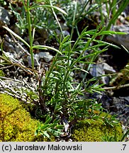 Asperula cynanchica