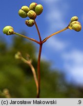 Asperula cynanchica