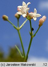 Asperula cynanchica