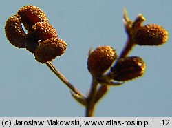 Asperula cynanchica