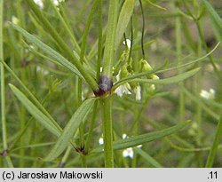 Asperula tinctoria