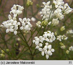 Asperula tinctoria