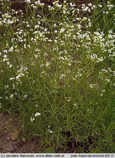 Asperula tinctoria