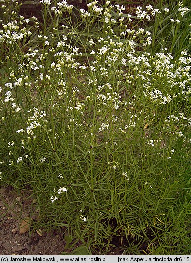 Asperula tinctoria