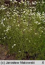 Asperula tinctoria