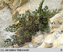 Asplenium ruta-muraria