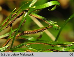 Asplenium septentrionale (zanokcica północna)