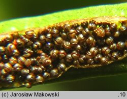 Asplenium septentrionale (zanokcica północna)