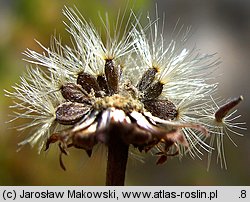 Aster amellus