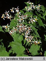 Aster divaricatus (aster rozkrzewiony)