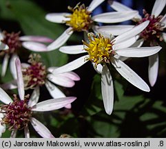 Aster divaricatus (aster rozkrzewiony)