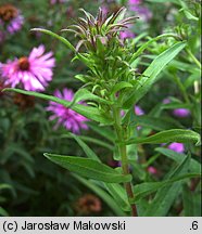 Aster novae-angliae