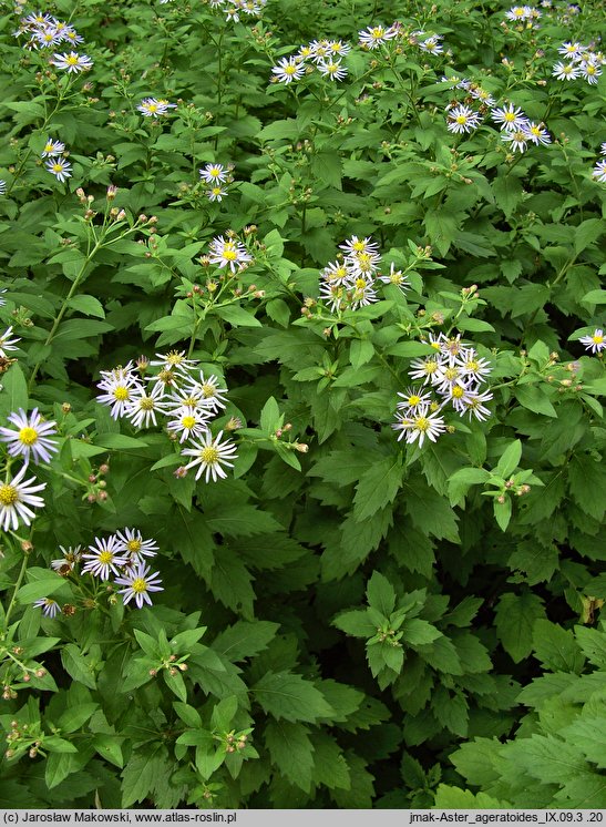 Aster ageratoides (aster żeniszkowaty)