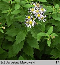 Aster ageratoides (aster żeniszkowaty)