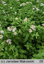 Aster ageratoides (aster żeniszkowaty)