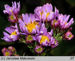 Aster tataricus (aster tatarski)