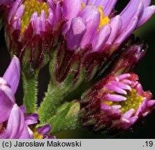 Aster tataricus (aster tatarski)