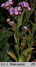 Aster tataricus (aster tatarski)