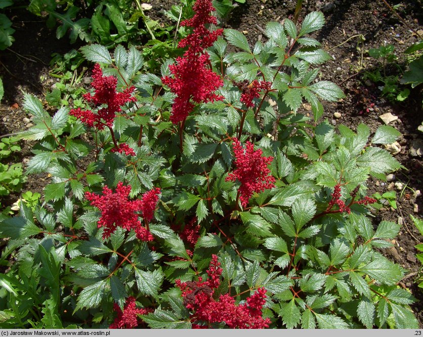 Astilbe ×rosea (tawułka Arendsa)