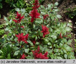 Astilbe ×rosea (tawułka Arendsa)