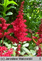 Astilbe ×rosea (tawułka Arendsa)