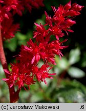 Astilbe ×rosea (tawułka Arendsa)