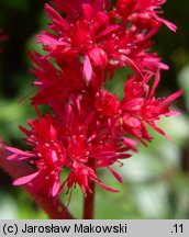 Astilbe ×arendsii (tawułka Arendsa)