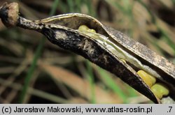 Astragalus glycyphyllos (traganek szerokolistny)