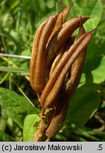 Astragalus glycyphyllos (traganek szerokolistny)