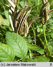 Astragalus glycyphyllos (traganek szerokolistny)