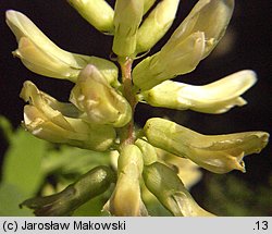 Astragalus glycyphyllos (traganek szerokolistny)