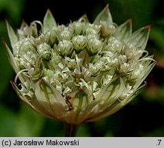 Astrantia major (jarzmianka większa)