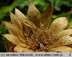 Astrantia major (jarzmianka większa)