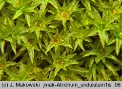 Atrichum undulatum (żurawiec falisty)