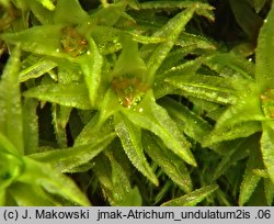 Atrichum undulatum (żurawiec falisty)