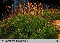 Atrichum undulatum (żurawiec falisty)