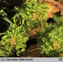 Atrichum undulatum (żurawiec falisty)